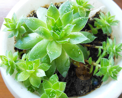 綠色圓嘟嘟的多肉