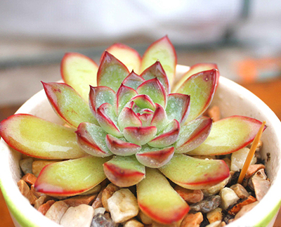 萌趣多肉組合盆栽新手種植